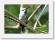 LaPaz - 045 * Violet Saberwing Hummingbird (female) * Violet Saberwing Hummingbird (female)